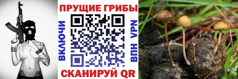 Галлюциногенные грибы мицелий  даркнет сайт  Городовиковск 